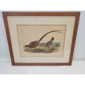 1855 Lithograph W.E. Hitchcock Ornithology Plate 2 Phasianus Soemmeringh EUC